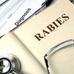 Mitos dan Fakta Tentang Rabies: Memahami Penyakit yang Berbahaya ini